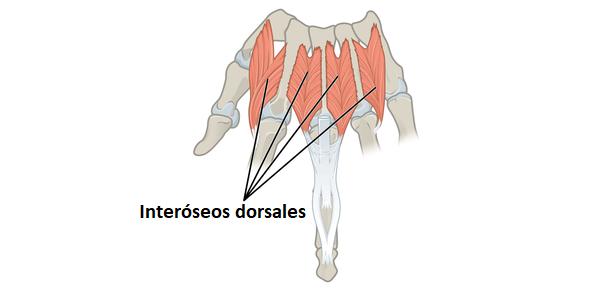 Músculos interóseos dorsales músculos interóseos dorsales