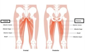 Músculos aductores de la cadera: biomecánica, canal aductor y clínica músculos aductores de la cadera