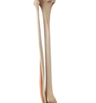 peroneo corto