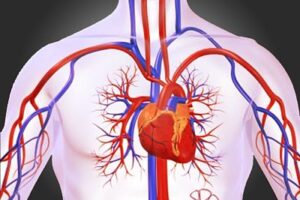 Anatomía humana aparato circulatorio