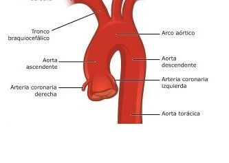 arteria aorta