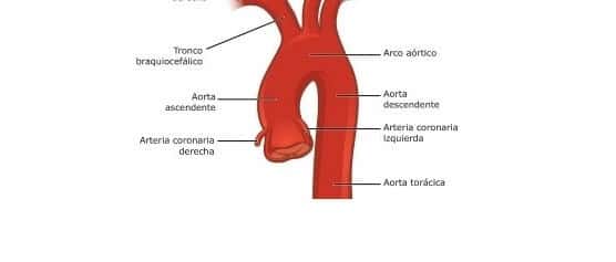 arteria aorta