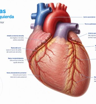 Arterias coronarias derecha e izquierda en la superficie anterior del corazón