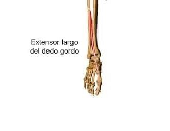 extensor propio del dedo gordo