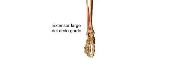 Extensor propio del dedo gordo extensor propio del dedo gordo