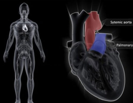 venas pulmonares