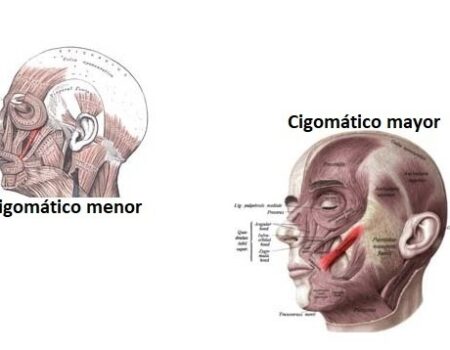 Músculo cigomático Músculo cigomático