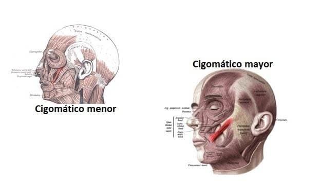 Músculo cigomático Músculo cigomático