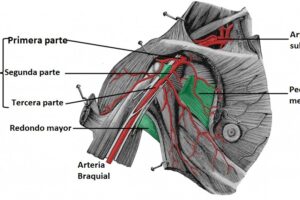 arteria axilar