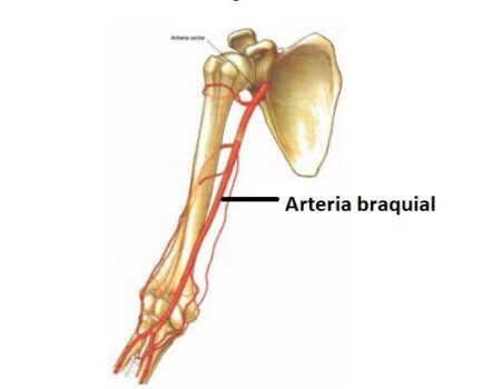 arteria braquial