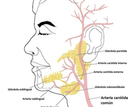 arteria carótida común