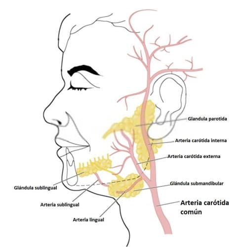 Arteria Carótida Común Origen Curso Anatómico Irrigación Ramas 8326