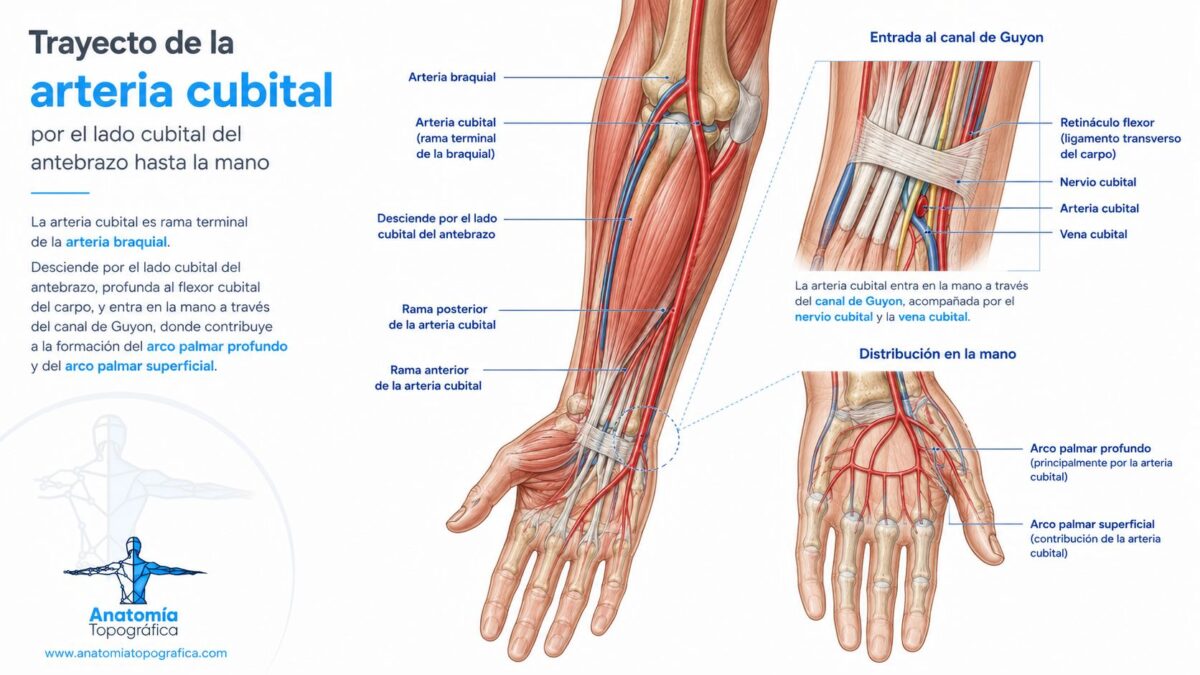 Trayecto de la arteria cubital por el lado cubital del antebrazo hasta la mano