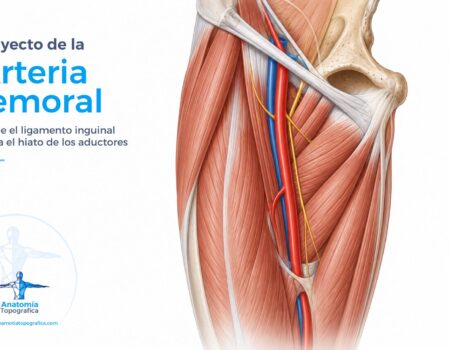 Trayecto de la arteria femoral desde el ligamento inguinal hasta el hiato de los aductores