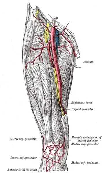 Arteria femoral (anatomia, origen, ramas, suministro, importancia clínica)