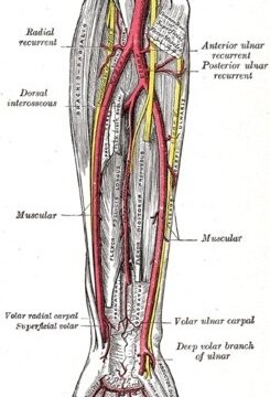 arteria radial