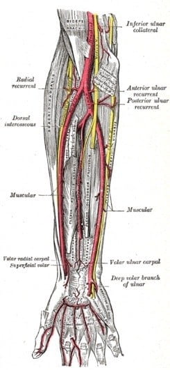 arteria radial