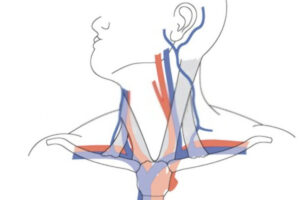 arteria subclavia