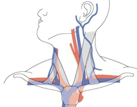 arteria subclavia