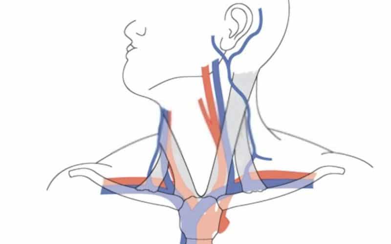 Arteria subclavia (origen, partes, ramas, curso anatómico)