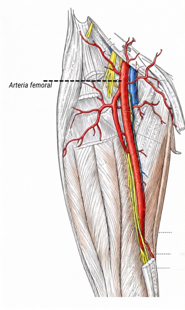 Arteria femoral Las seis ramas de la arteria femoral, cinco en el triángulo femoral y una en el conducto aductor