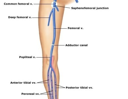 vena femoral
