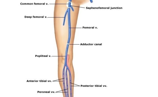 Vena Femoral Anatomia Trayecto Afluentes Origen Importancia Cl nica