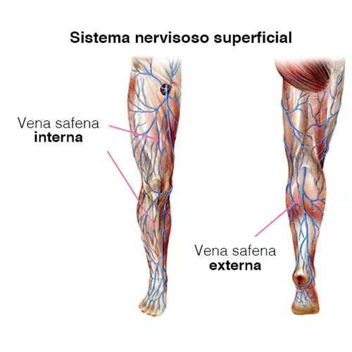 vena femoral vena safena