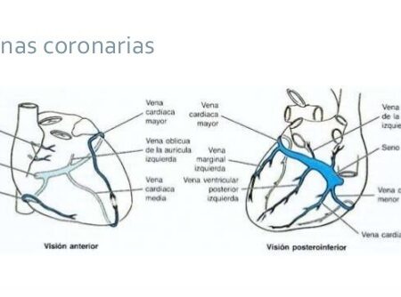 venas coronarias
