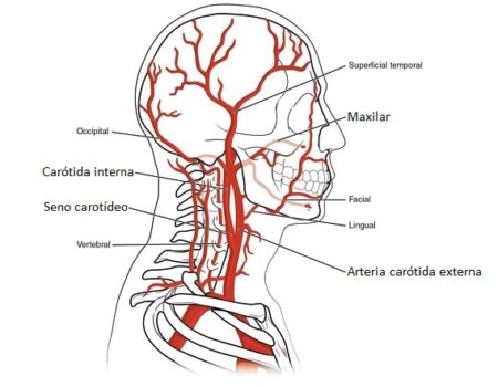 Arteria carótida externa