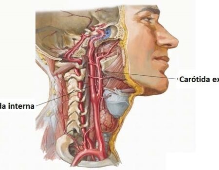 Arteria carótida interna