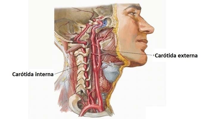 Arteria carótida interna Arteria carótida interna