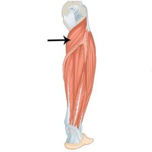 m-sculo-popl-teo-origen-inserci-n-inervaci-n-acci-n