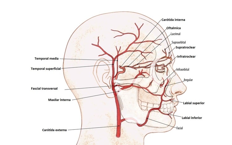 Arteria carótida externa (origen, curso, ramas, irrigación, relaciones)