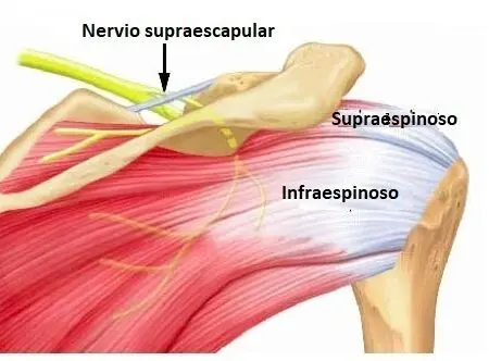 nervio supraescapular