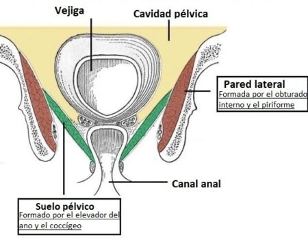 Suelo pélvico