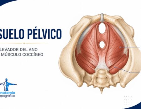 Suelo pélvico: elevador del ano y músculo coccígeo