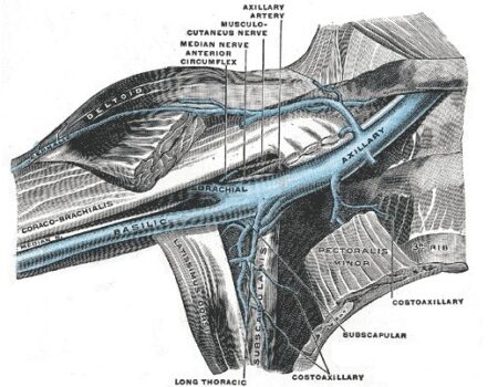 vena axilar