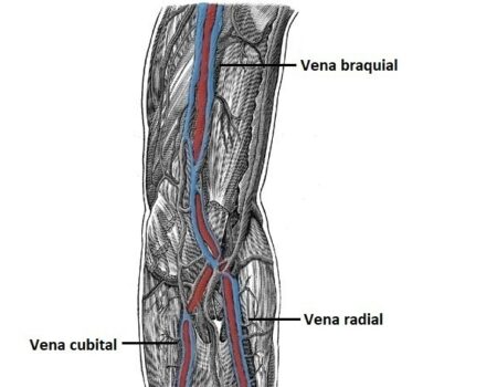 vena braquial