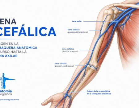 Vena cefálica: origen en la tabaquera anatómica y curso hasta la vena axilar
