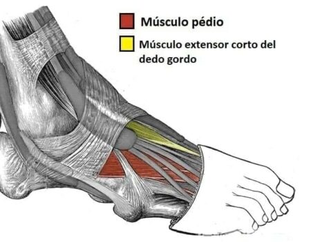 Músculos dorsales del pie Músculos dorsales del pie