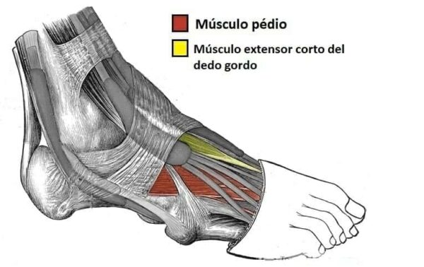 Músculos dorsales del pie