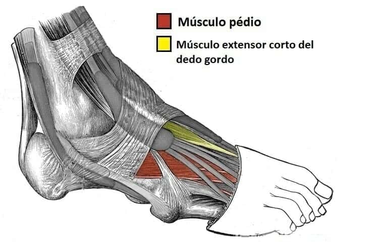 Músculos dorsales del pie Músculos dorsales del pie