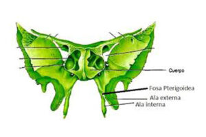 Apófisis pterigoides
