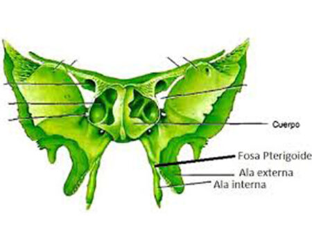 Apófisis pterigoides