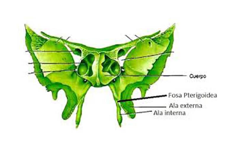 Apófisis pterigoides (anatomía, inserciones, patologias relacionadas)