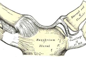 Articulación Esternoclavicular