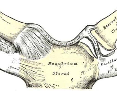 Articulación Esternoclavicular
