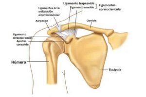 Articulación acromioclavicular