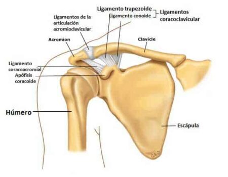 Articulación acromioclavicular